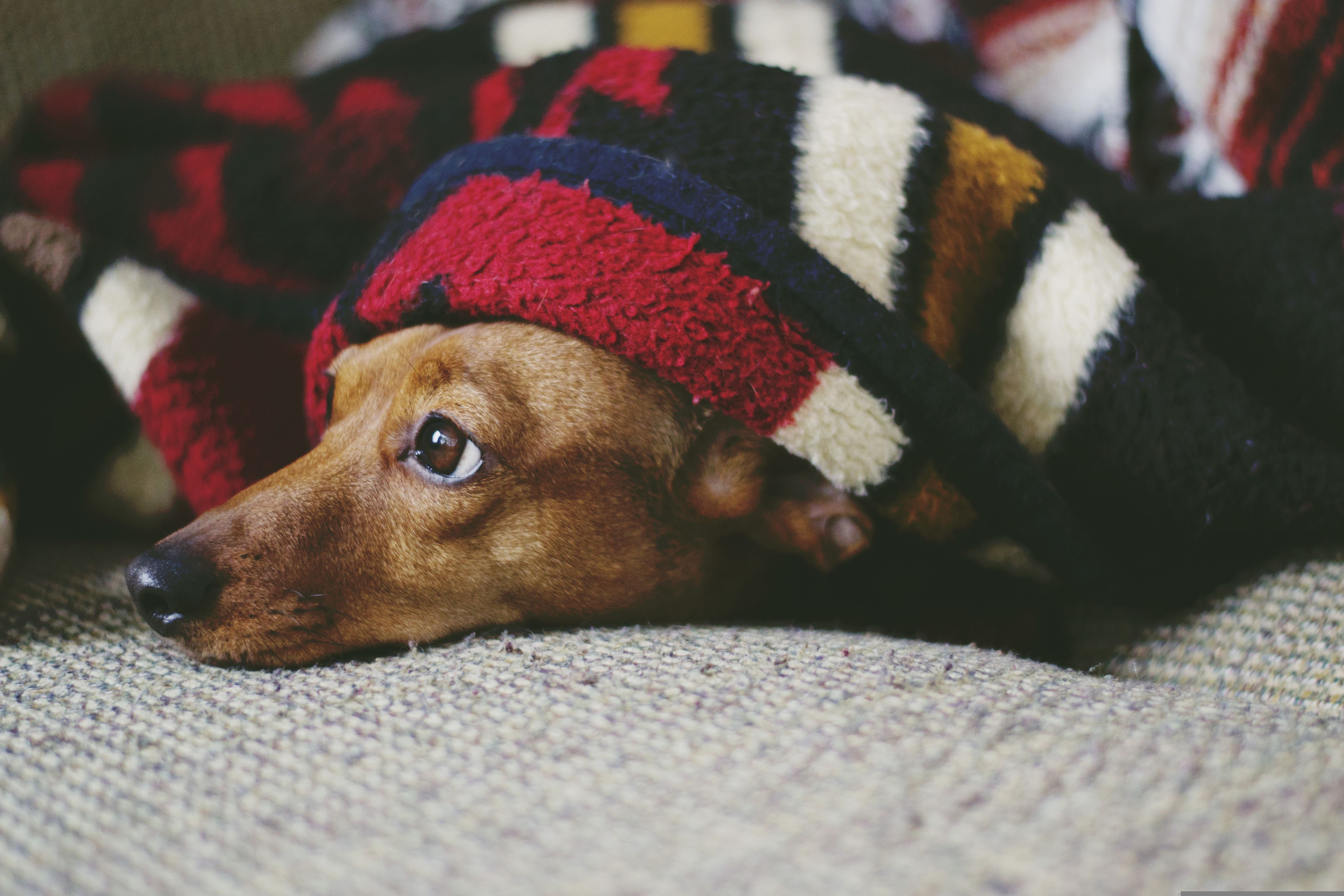 Cozy dog wrapped in blanket